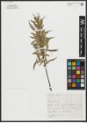 Foto von Salix alba L.